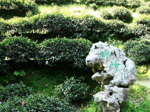 西湖龙井茶的五个特定产地