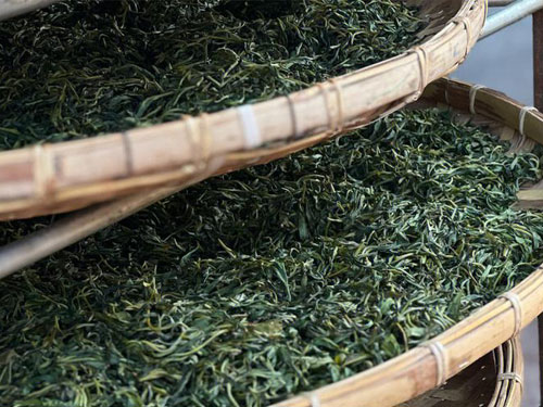 普洱生茶和熟茶的制作工艺有什么区别?